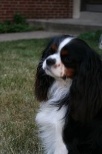 Cute Spaniel